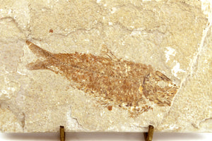 Fossilized Fish on Display Stand (6719821283485)