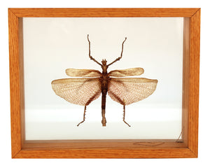 Malaysian Heteropteryx Dilatata Male Insect (6719829508253)