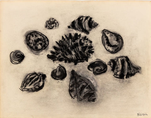 Manfred Schwartz Still Life of Seashells Charcoal