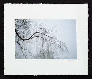 Anne Sager Forest in Fog Color Photograph Print (9792511803699)