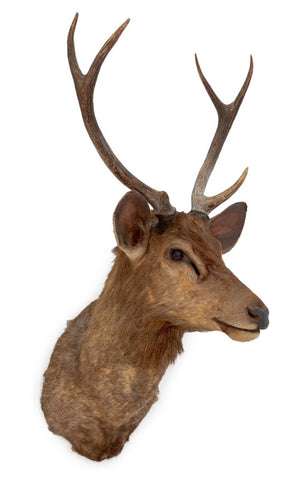 Javan Rusa Deer Trophy