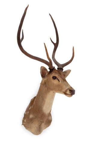 White-Tailed Deer Trophy (9855967199539)