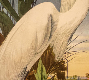 After James Audubon "Snowy Heron" Print (8937404367155)