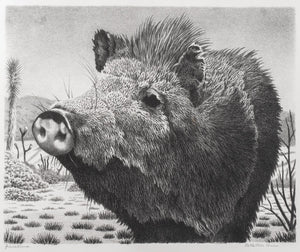 William Wind McKim "Javelina" LIthograph (9619547849011)