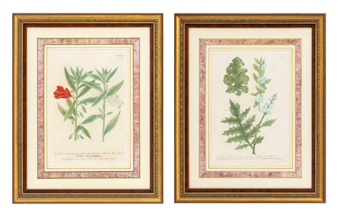 Johann Wilhelm Weinmann Botanical Engravings, Pair