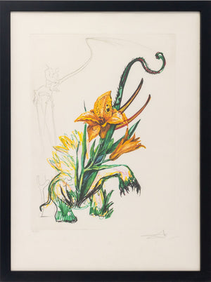Salvador Dali "Daylily (Elephant)" Etching, 1972