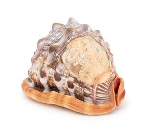 Italian Cameo Carved Conch Shell