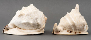 Large Cassis Seashells, 2 (8528394453299)