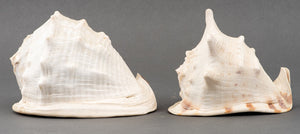 Large Cassis Seashells, 2 (8528394453299)