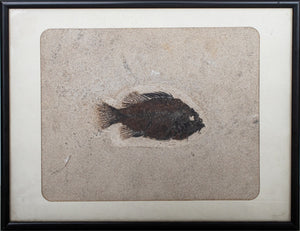 Prehistoric Fish Fossil "Priscacara Serrata" (8907283497267)
