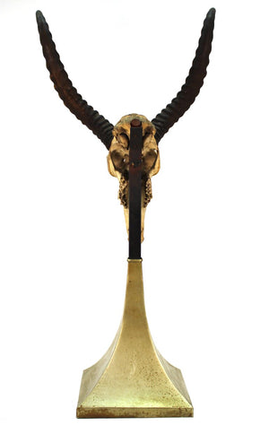 Anthony Redmile Mounted Impala Horns and Skull on Pyramidal Base (6719883968669)