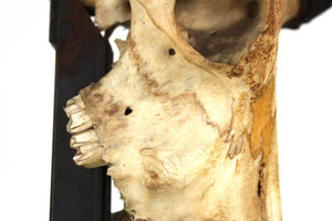 Anthony Redmile Mounted Impala Horns and Skull on Pyramidal Base (6719883968669)
