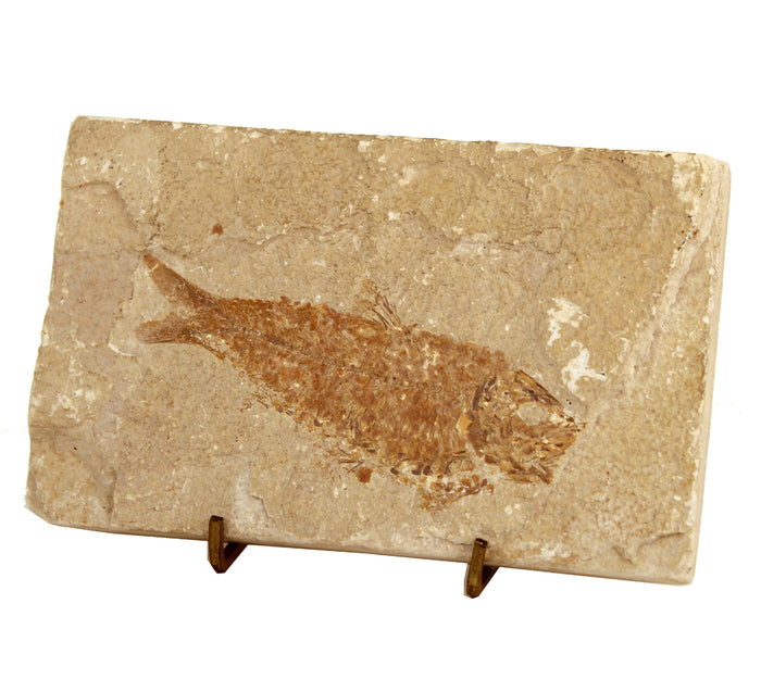 Fossilized Fish on Display Stand