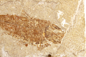 Fossilized Fish on Display Stand (6719821283485)