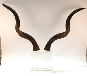 Mid-Century Modern Antelope Antlers on Lucite Stand (6719904448669)