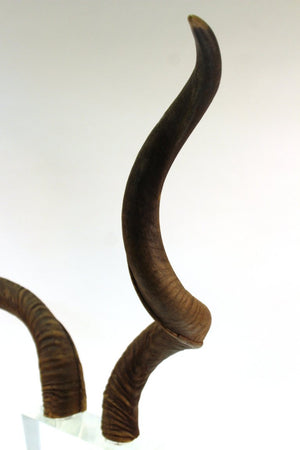 Mid-Century Modern Antelope Antlers on Lucite Stand Detail (6719904448669)