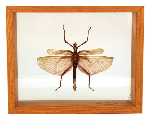 Malaysian Heteropteryx Dilatata Male Insect