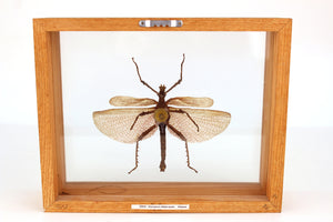 Malaysian Heteropteryx Dilatata Male Insect (6719829508253)